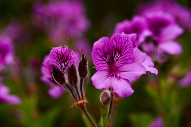 Pelargonium cucullatum, Geranium