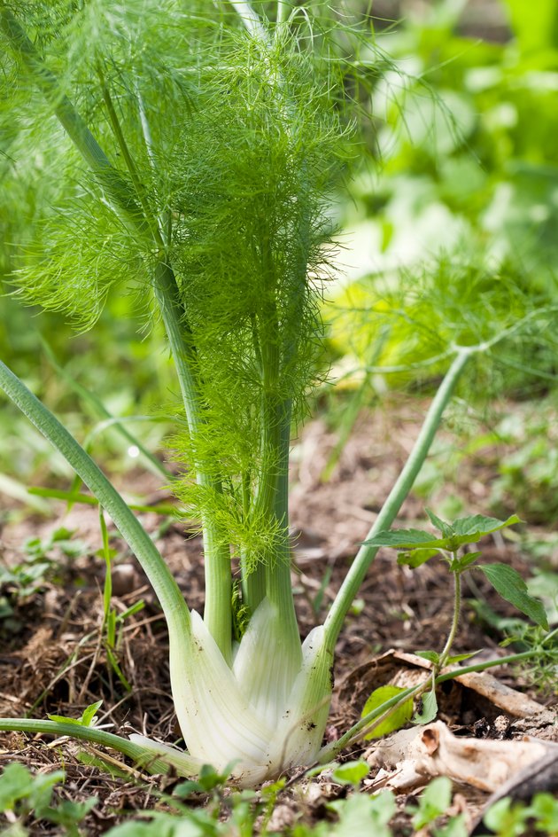 Fennel