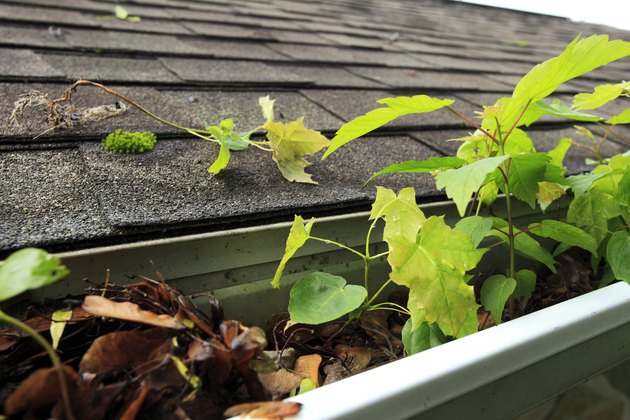neglected roof gutter in need of maintenance.