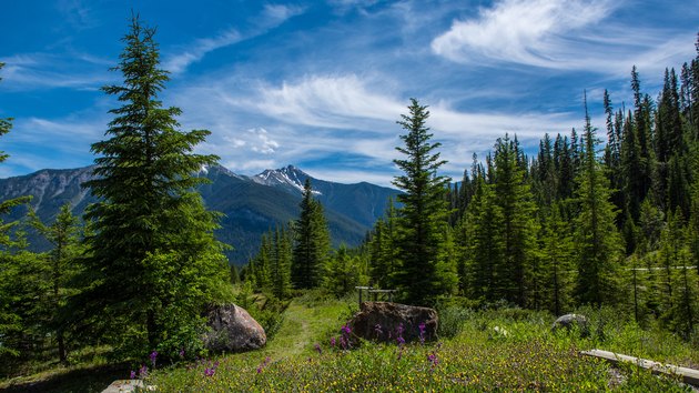 Pine Trees In Forest Against Sky