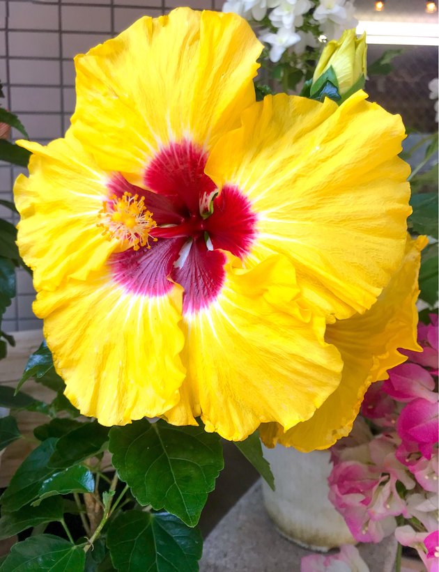 Big hibiscus flower, yellow and red.