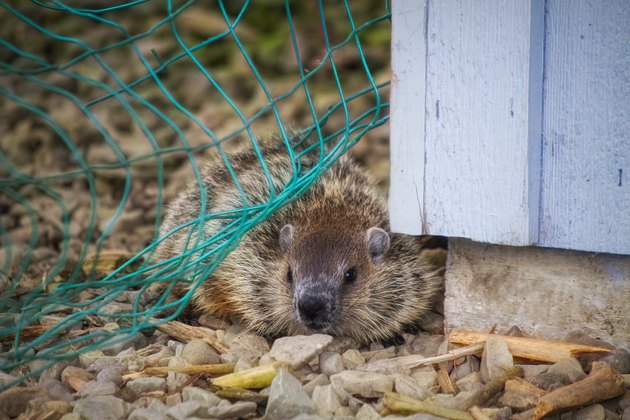 Young Groundhog (Marmota monax), also known as a Woodchuck