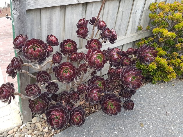 Aeonium arboreum 'Zwartkop' – Black Rose