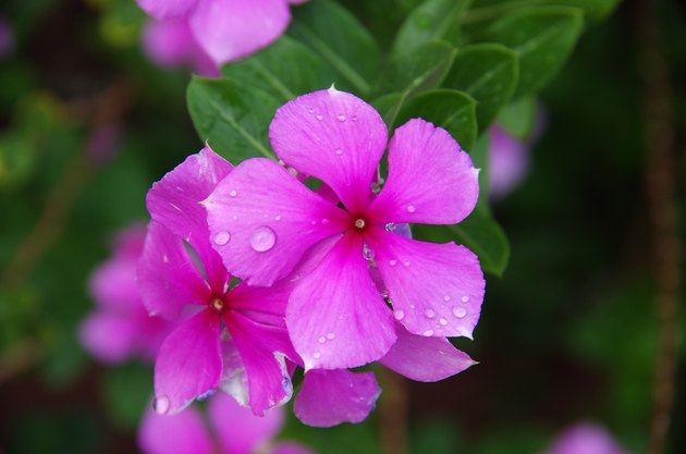 ornamental-philippine-plants-hunker