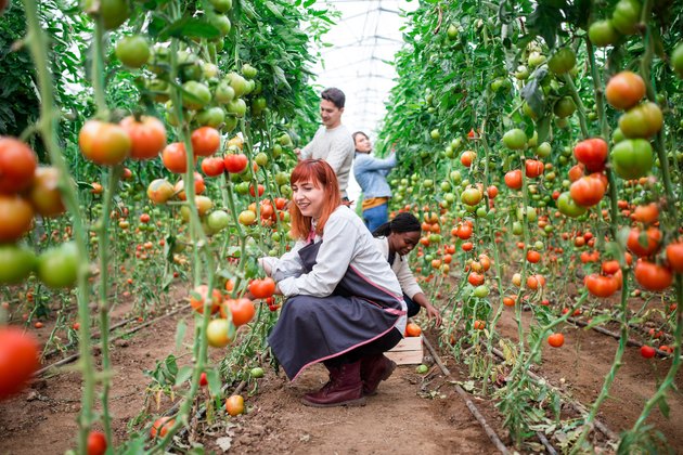 advantages-disadvantages-of-greenhouse-farming-hunker