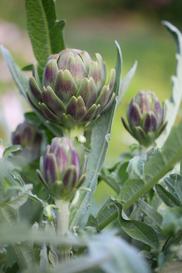 How to Grow Artichokes Hunker
