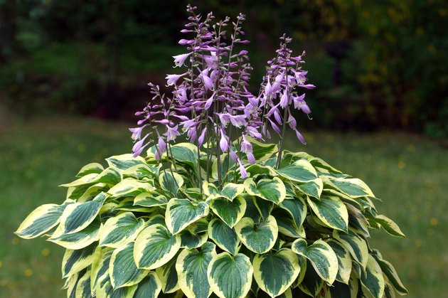Hosta in Bloom