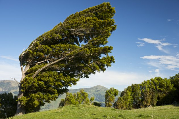 Wind-bowed Podocarpus totara tree, Banks Peninsula, South Island, New Zealand