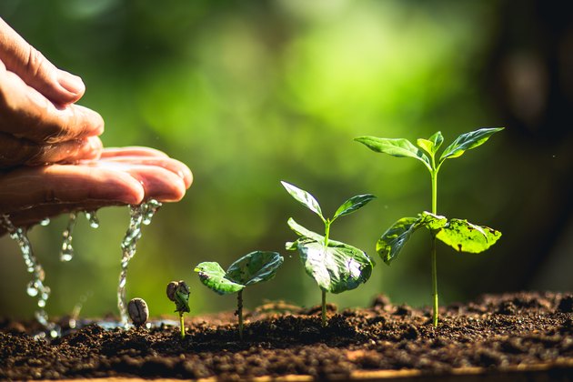 Cropped Hand Watering Plants Growing On Field