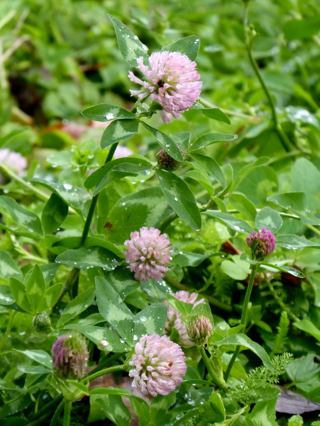 Red clover.