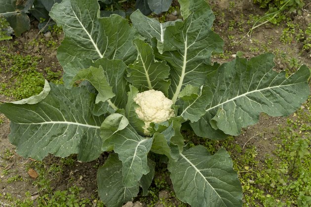 Organic Cauliflower plant