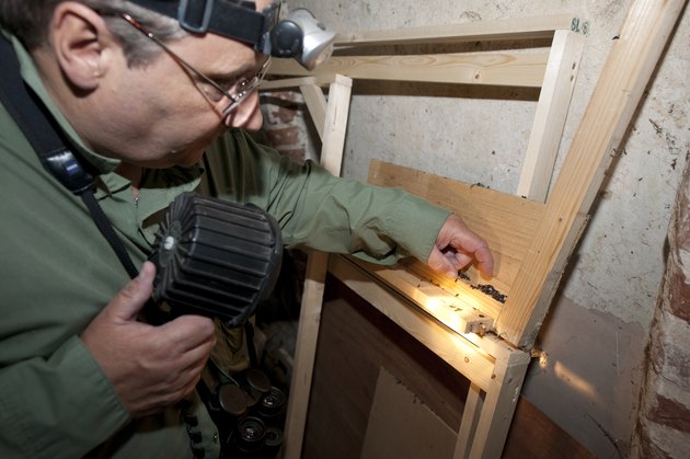 How To Get Rid Of Bats In Your House Hunker