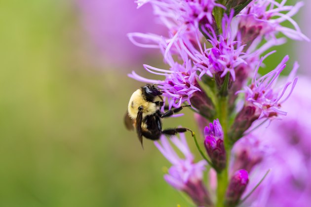 Montreal Botanical Gardens
