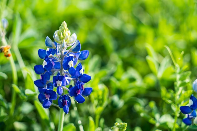 Spring time Bluebonnet close up