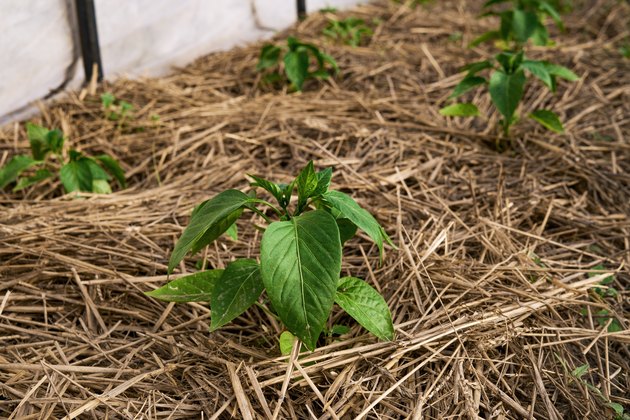 Greenhouse with pepper plants covering with mulch