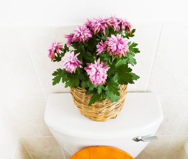 Flowering plant in basket on toilet cistern