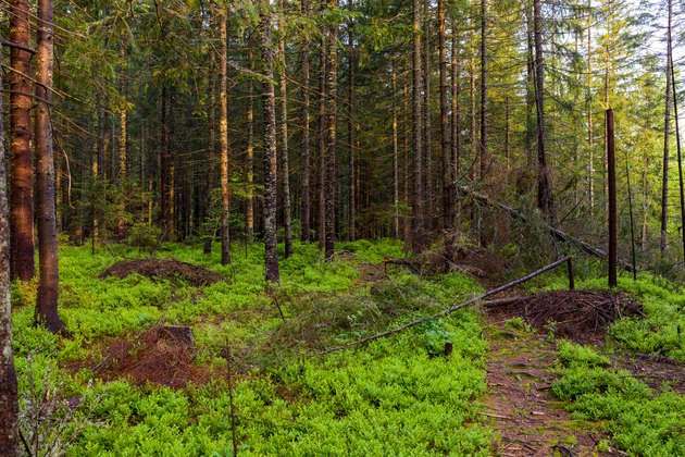 Landscape of spring forest