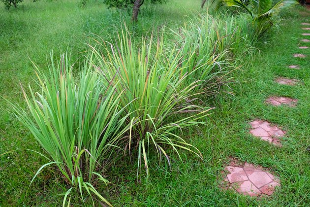 Lemongrass or Cymbopogon citratus, Herb , Thailand