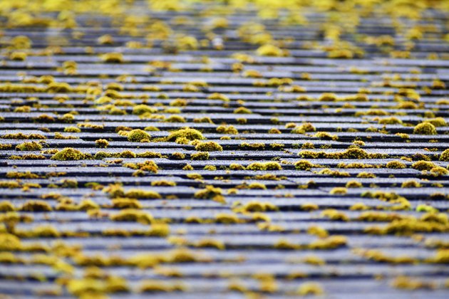 Cleaning Moss Off Asphalt Shingles