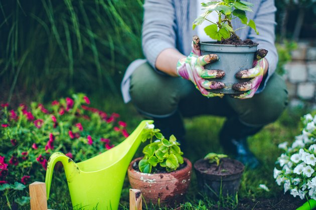 Proud gardener