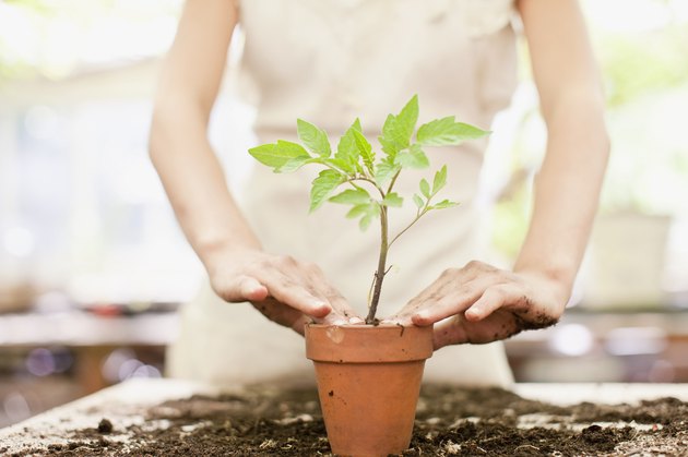 Girl planting seedling in ceramic flower pot