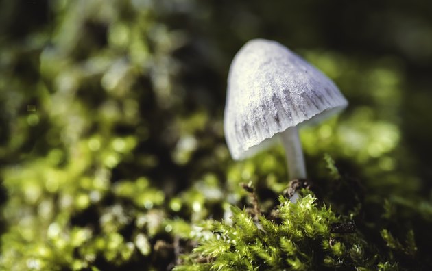 The Magic Mushroom or Liberty Cap (Psilocybe semilanceata)