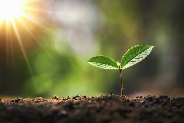 young tree growing in garden with sunrise. eco concept earth day