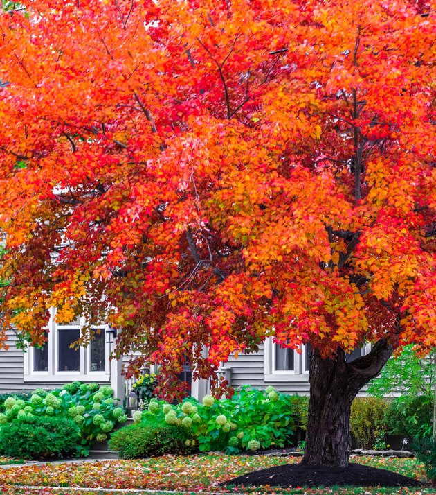 10 Best FastGrowing Shade Trees Hunker