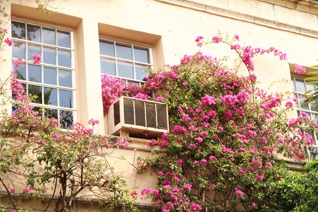Bougainvillea on building