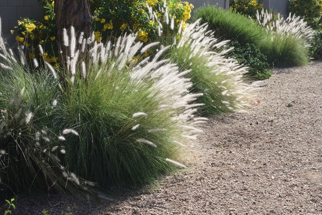 Clump of Fountain Grass (Pennisetum setaceum)