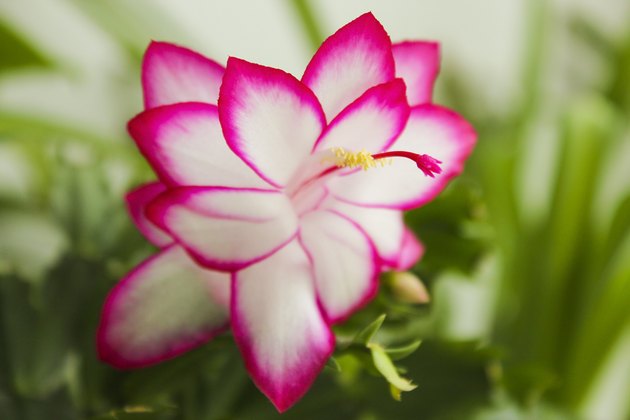 Schlumbergera, Christmas Cactus