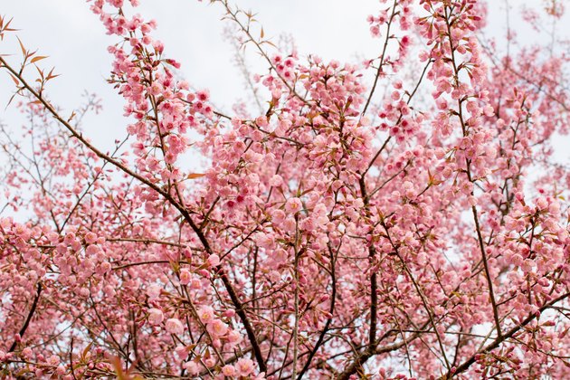Low Angle View Of Cherry Blossom Tree