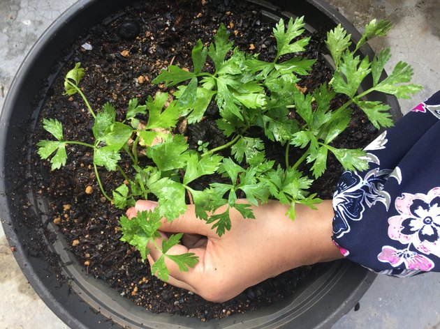 Cilantro growing in a container