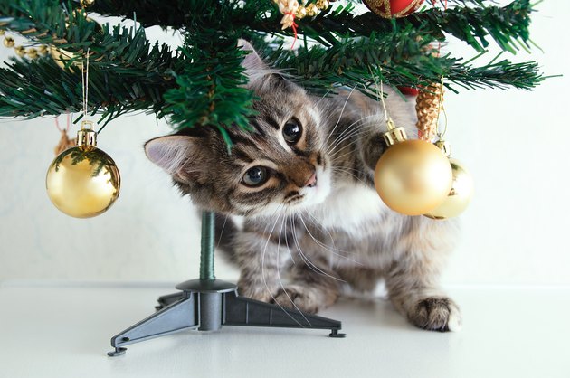 Little gray kitten plays with Christmas balls under the Christmas tree.