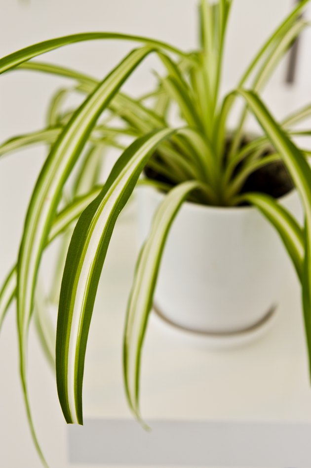 An elegant green pot plant as room decoration against white wall. Spider plant or Chlorophytum comosum