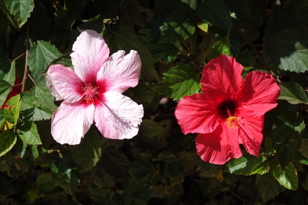 Beautiful red hibiscus flowers in full bloom in corralejo Fuerteventura Spain