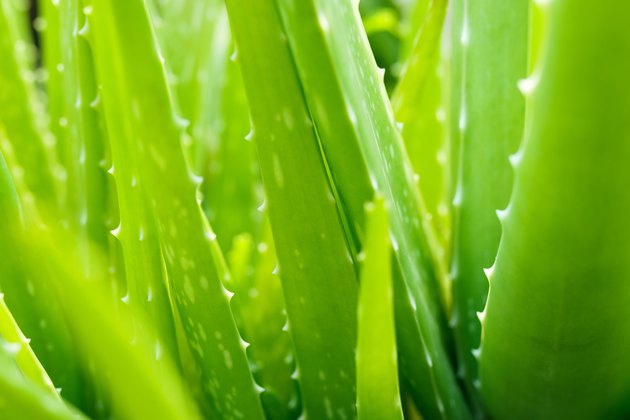 Aloe vera fresh slize.