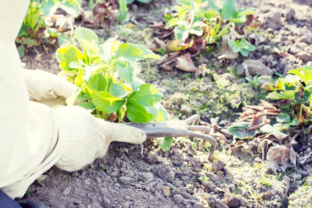 Weeding the grass in the garden