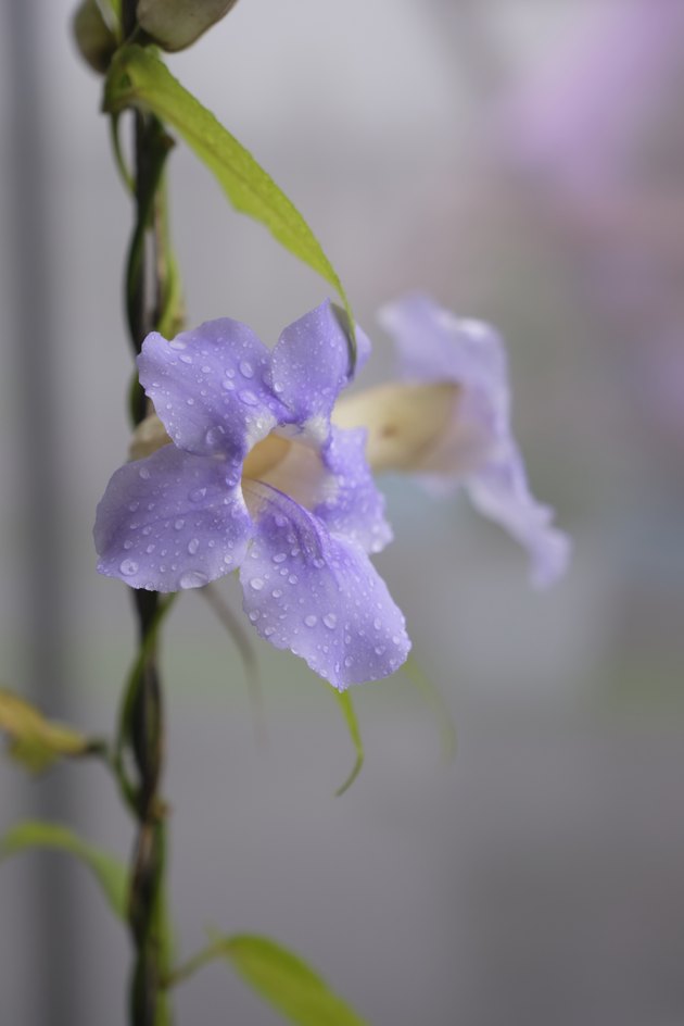 Orchid in the Mist
