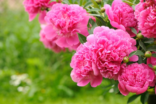 How to Care for a Peony Bush in the Fall | Hunker