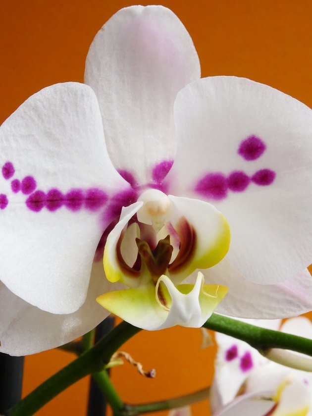 Close-up of a White Moth Orchid Phalaenopsis Isolated on a orange background