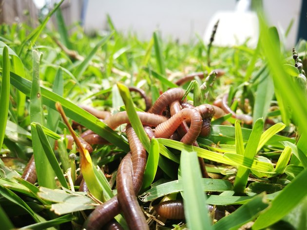 Close-Up Of Earthworms On Grassy Field