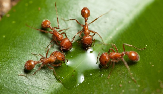 How to Tell the Difference Between Fire Ants & Regular Ants | Hunker