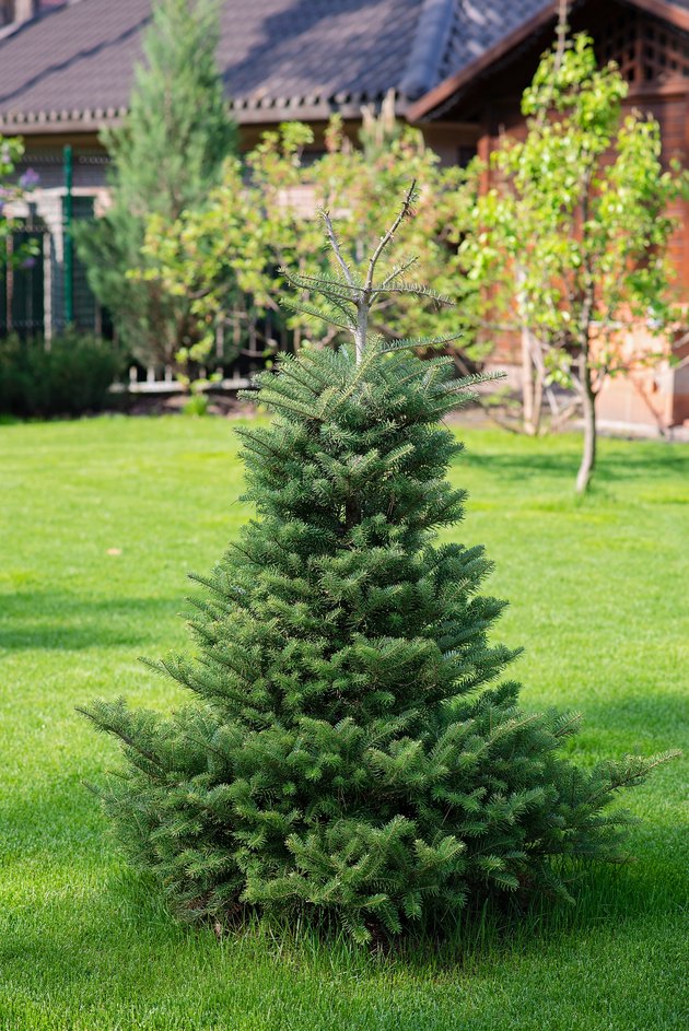 11 Most Popular Evergreen Trees for Your Landscape | Hunker