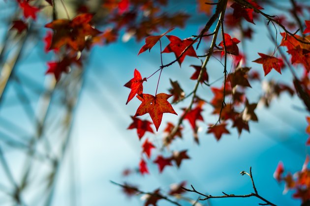 Maple leaf