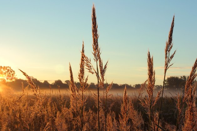 Names Of Plants That Live In Grasslands Hunker