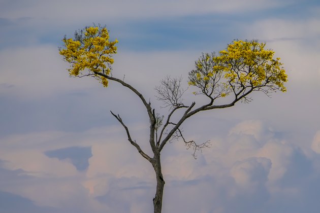 Yellow blooming Ipè tree with two branches against defocused evening sky background, Chapada dos Guimarães, Mato Grosso, Brazil, South America