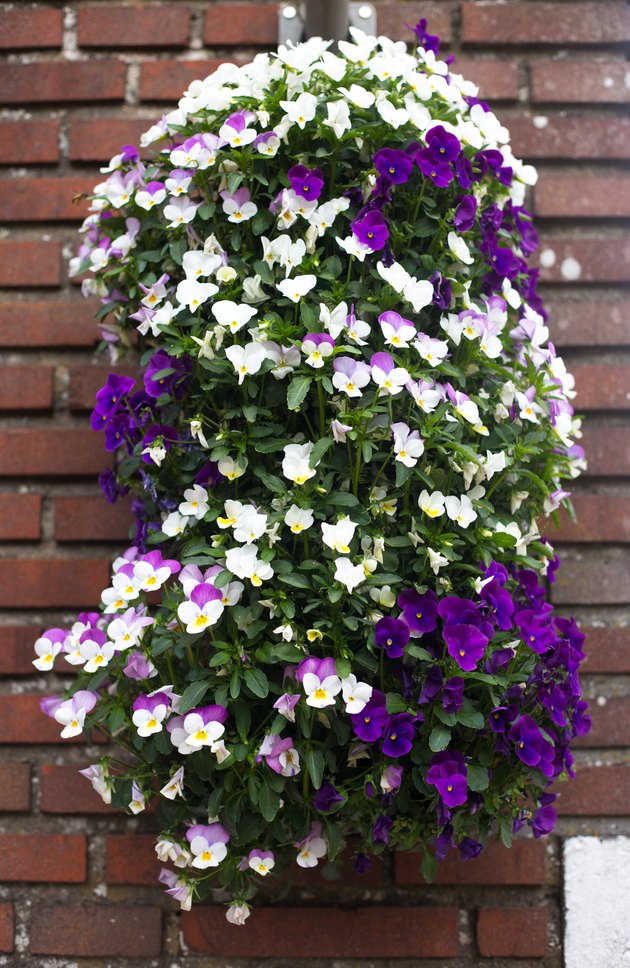 Holland: Pretty Purple Petunias Cascading Down Brick Wall