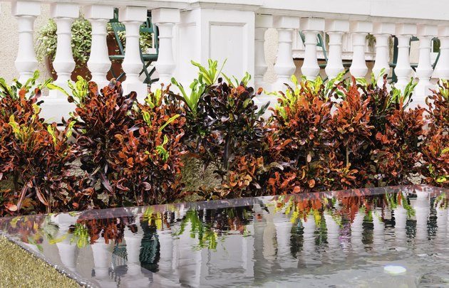 Day of the croton