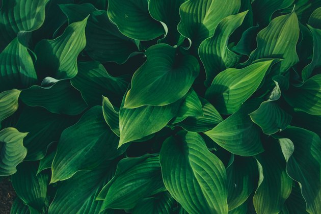Full Frame Shot Of Plants